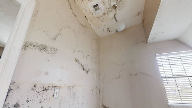 Mold Removal for HVAC Installations in Granby, MO