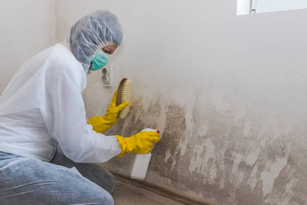 Mold Odor Removal Services in Granby, MO
