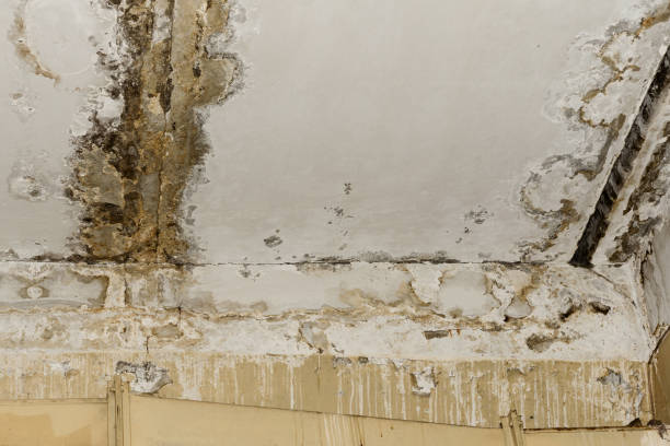 Best Mold Remediation for Healthcare Facilities  in Granby, MO
