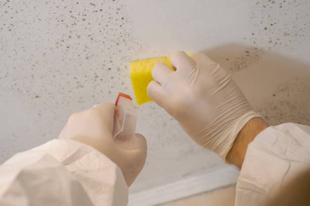 Mold Documentation for Insurance Claims in Granby, MO